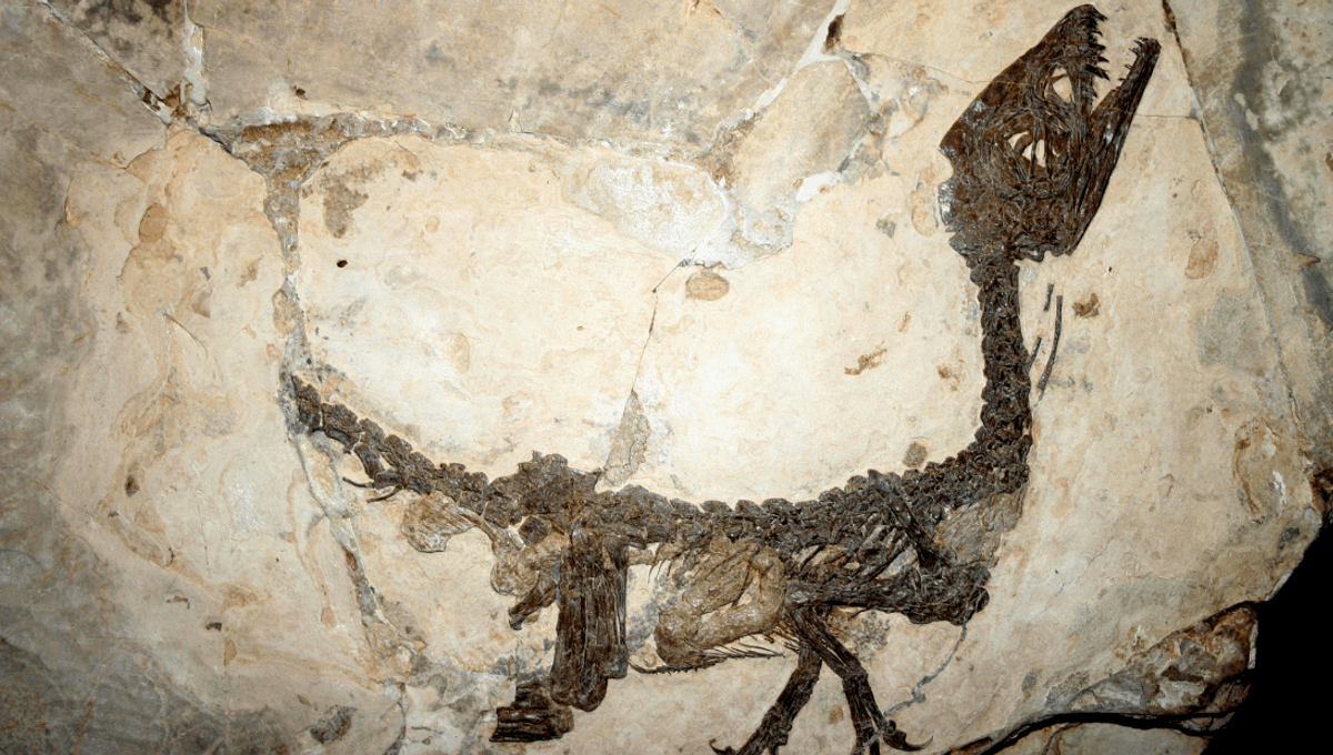 Featured image for "The Remarkable Preservation of Dinosaur Bones: Unraveling the Mystery"