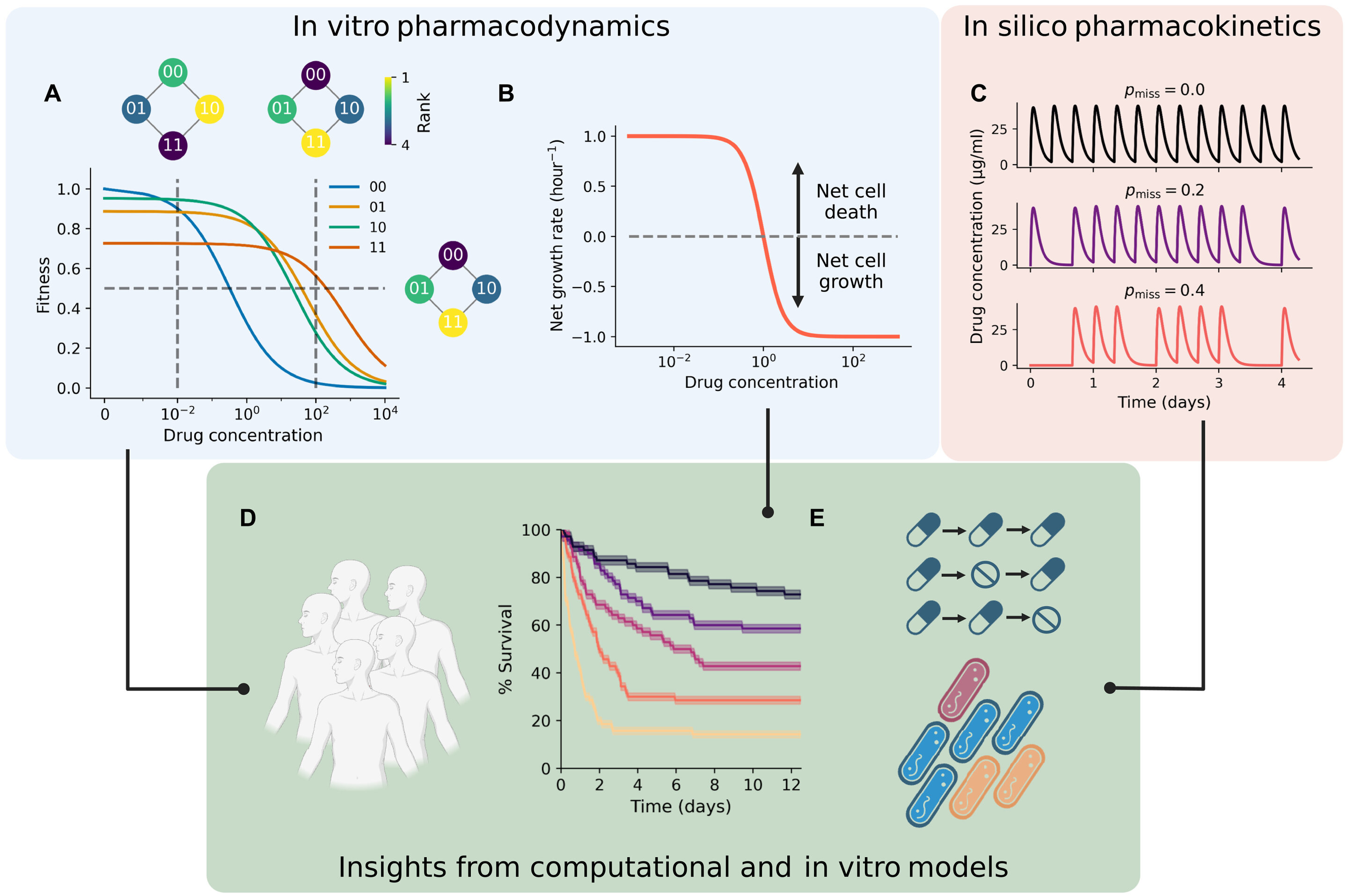 Timing of Antibiotic Doses Key to Combating Resistance