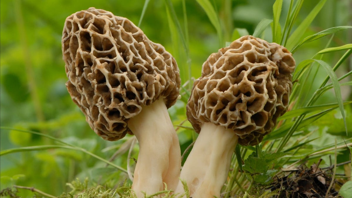 Featured image for "Conquering Trypophobia: Overcoming the Fear of Holes"