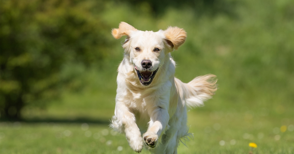 Golden Retriever Saves Kid from Mean Geese in Heartwarming Sibling Moment