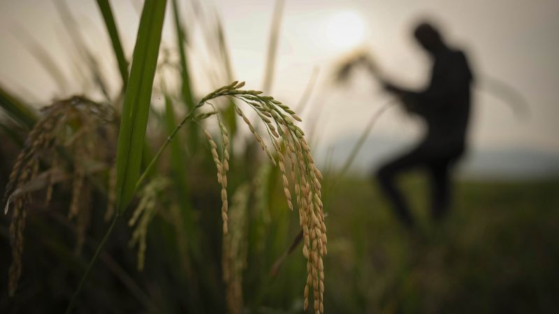 Global Rice Markets in Turmoil: India's Export Ban Sparks Panic and Concern