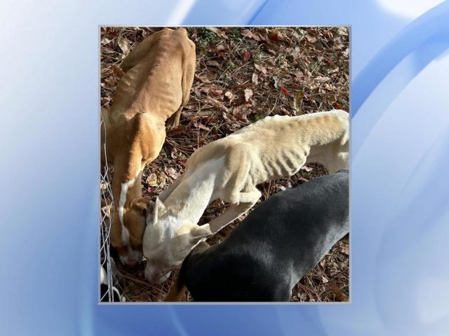 Featured image for Investigation Launched into Malnourished Dogs Found in Fayetteville Home