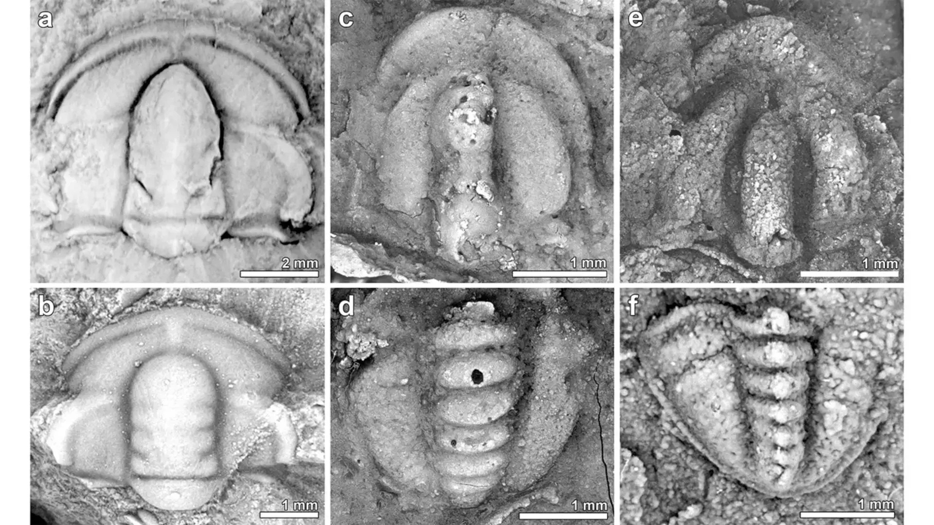 Featured image for "Massive Extinction 500 Million Years Ago Linked to Tectonic Plates"