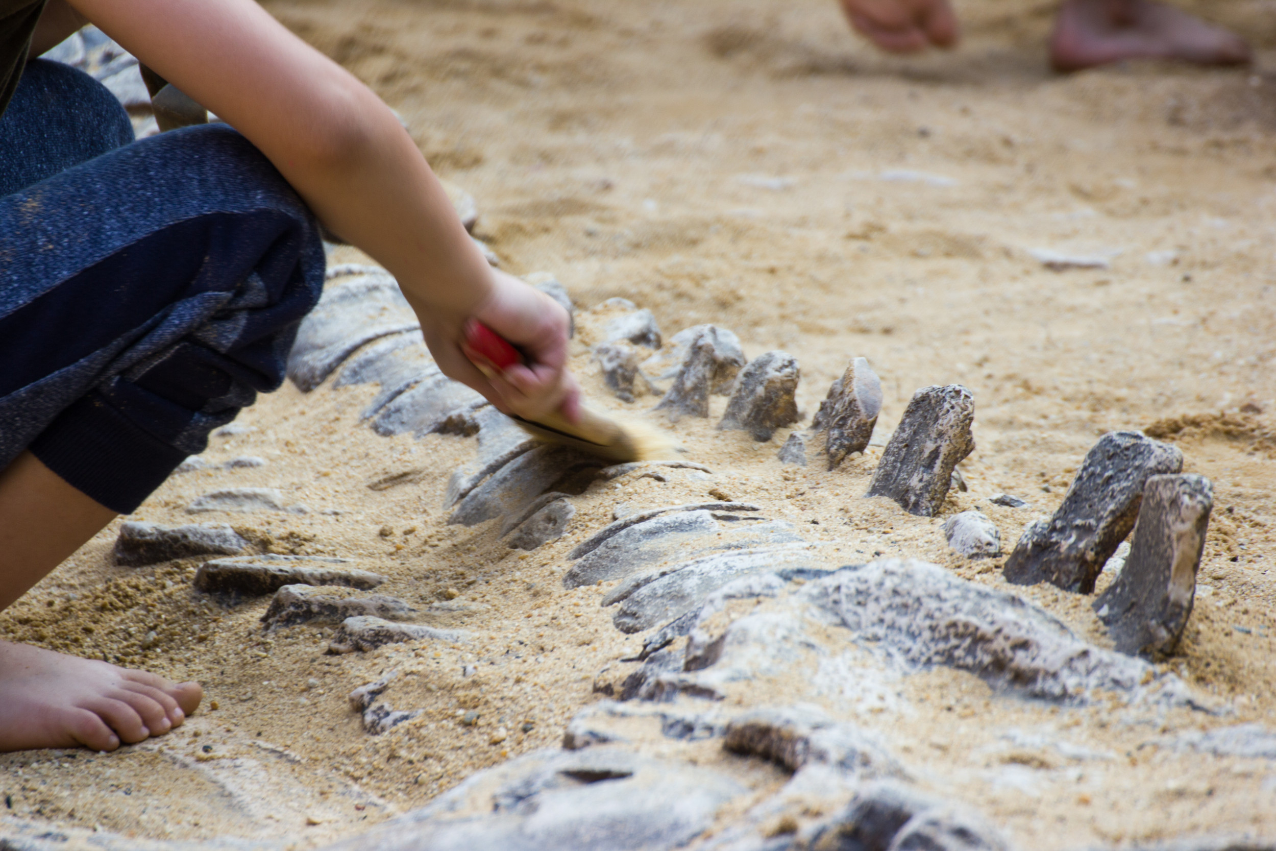 "Dog Walker Discovers Near-Complete Titanosaur Fossil"