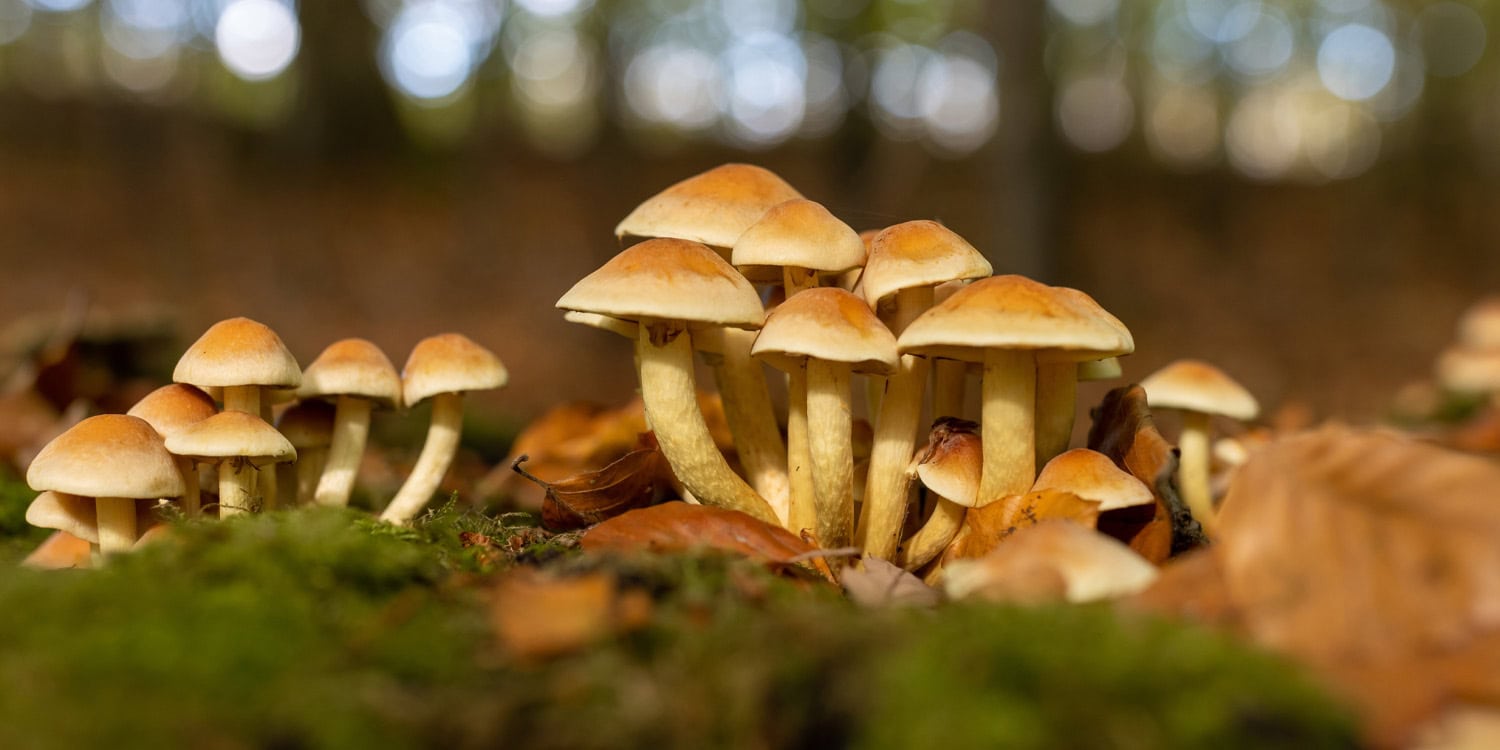 Featured image for Psilocybin Shows Promise as a Revolutionary Anti-Aging Treatment