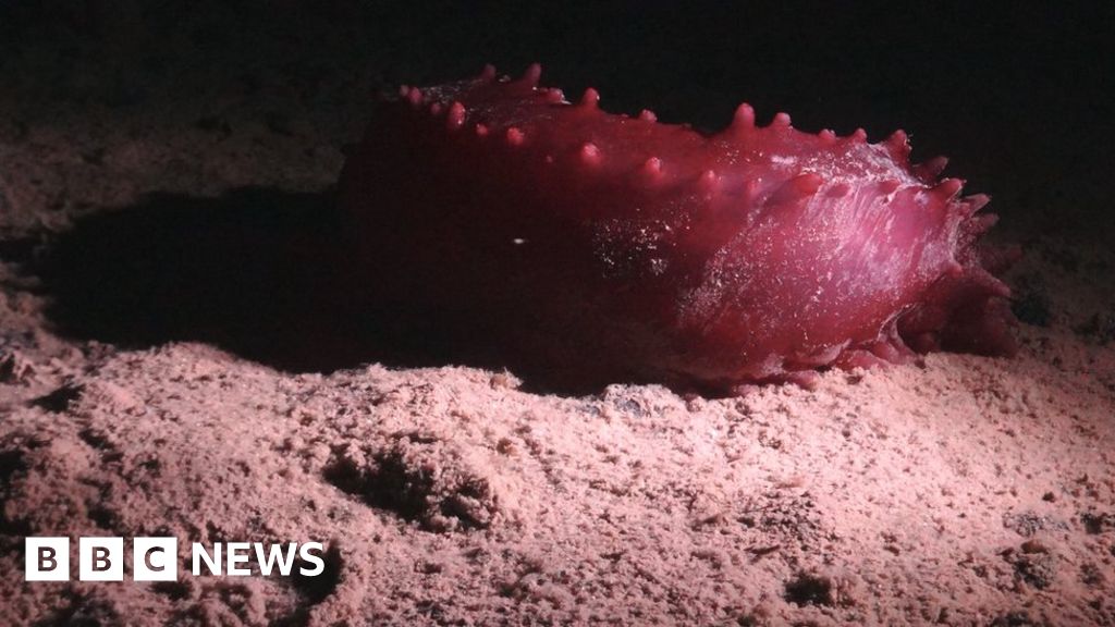 "Exploring the Mystery of 5,000 Newly Discovered Deep-Sea Creatures"