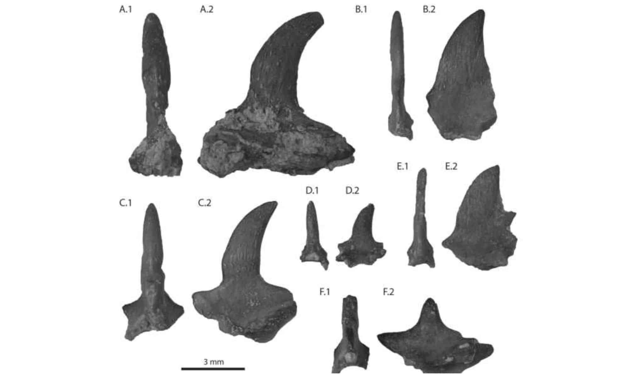 Featured image for New Triassic Reptile Species Discovered in Arizona's Petrified Forest