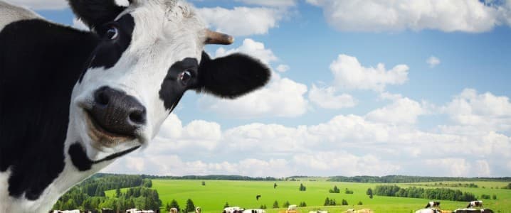 Featured image for "Salt-based Solution for Sustainable Biofuels and Carbon Sequestration"