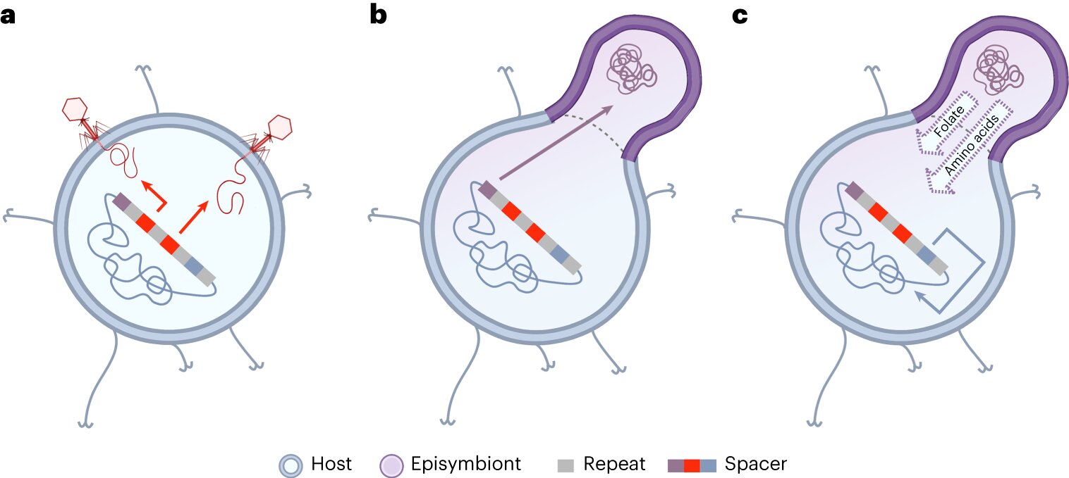 Featured image for CRISPR-Cas System: A New Defense Against Parasites