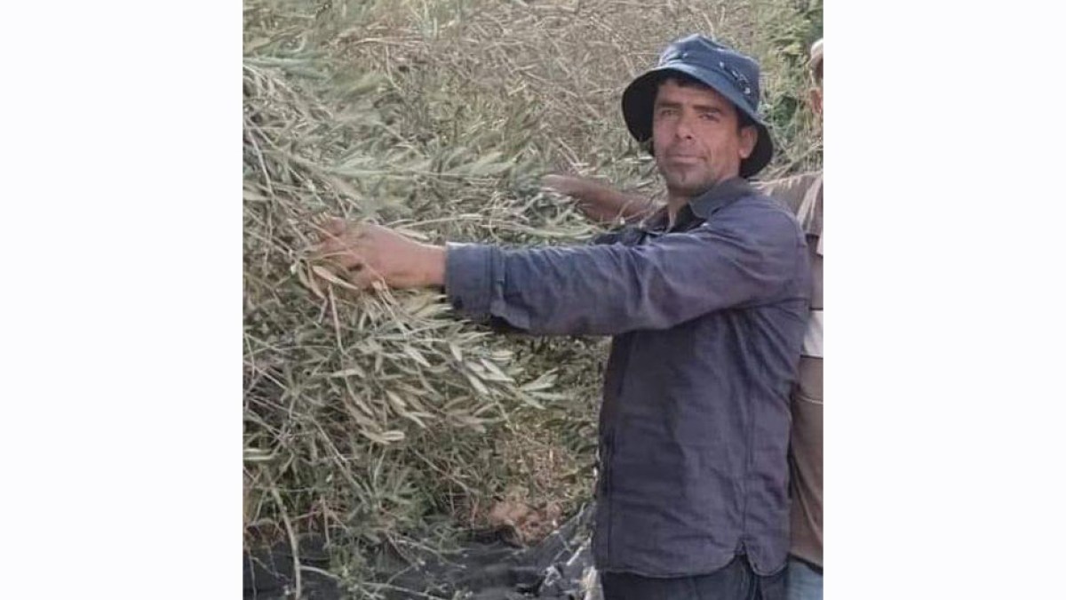 Featured image for Israeli Settler Shoots Palestinian Olive Harvester