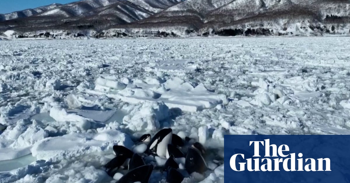 Featured image for Trapped Killer Whales Escape Ice Off Japan's Hokkaido Coast