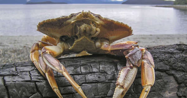 Featured image for The Future of Crab on the Menu