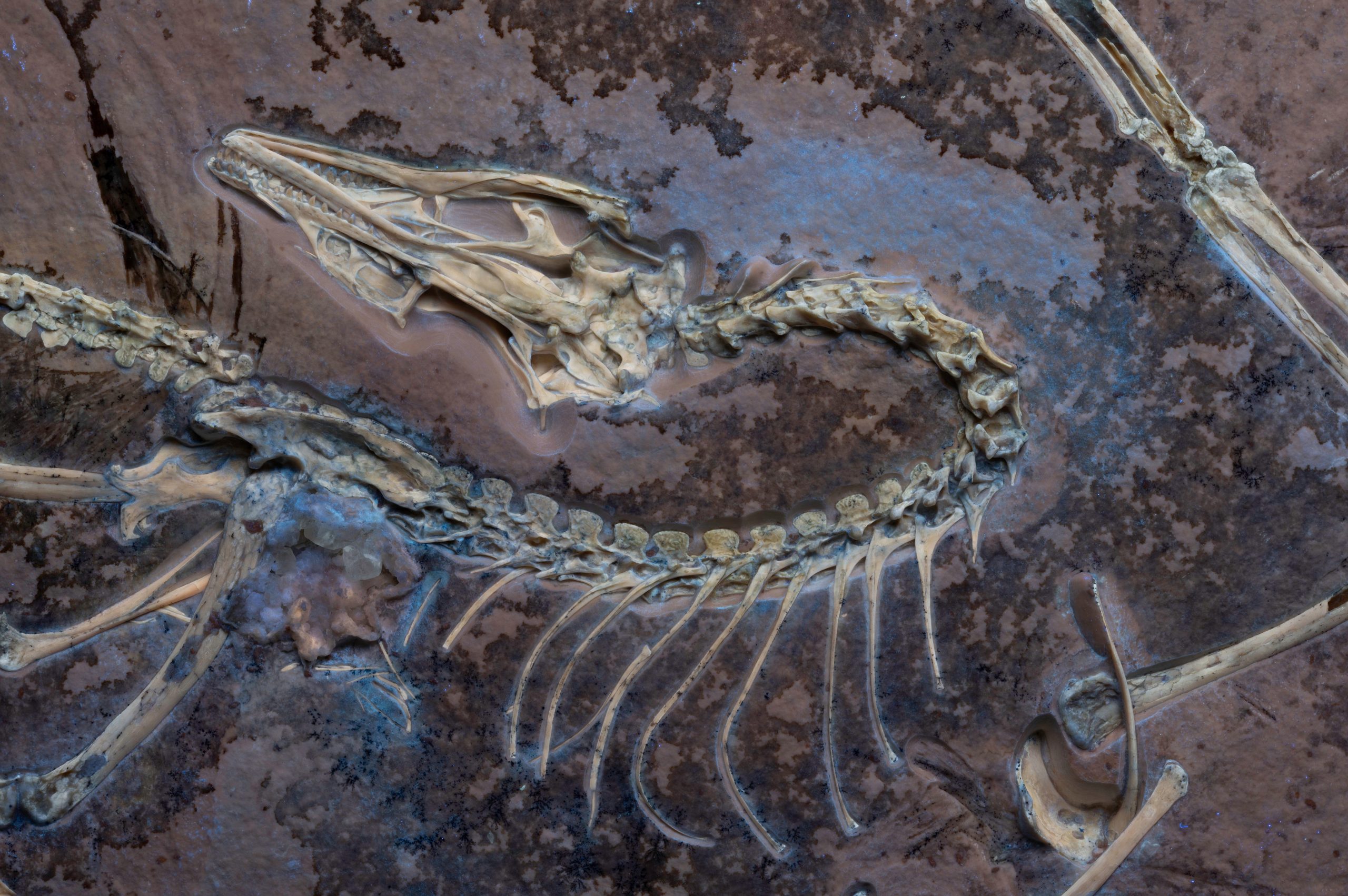 Featured image for Revolutionary Archaeopteryx Fossil Confirms Dinosaur-Bird Evolution