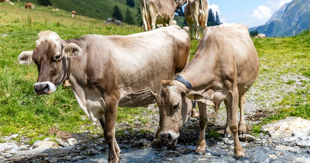 Featured image for Hiker Killed in Cattle Trampling in Austrian Alps
