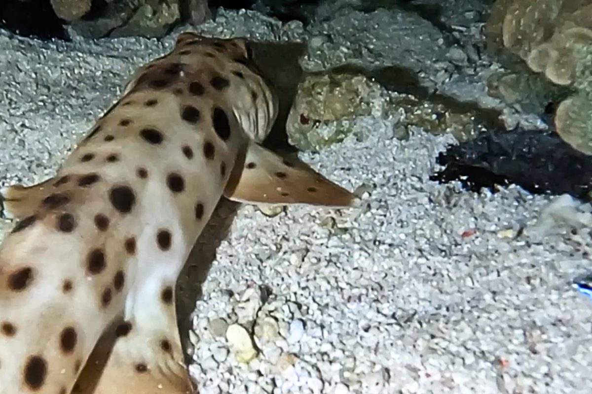 Featured image for Unusual Creature Sighted on Great Barrier Reef Seabed