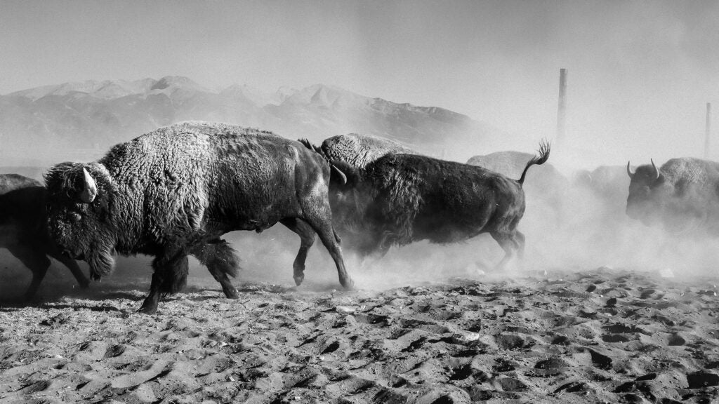Featured image for "The American Buffalo: Ken Burns' Captivating Exploration of Conservation and Legacy"