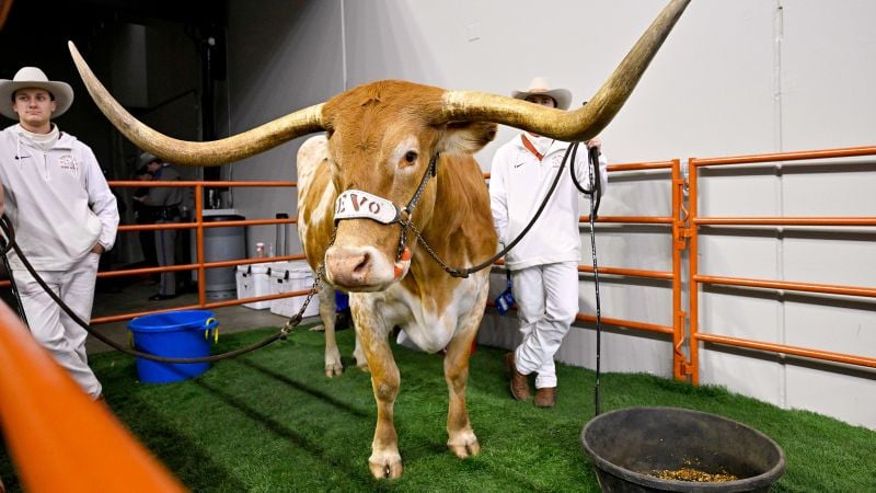 Featured image for SEC Bans Bevo from Texas vs. Georgia Championship Game
