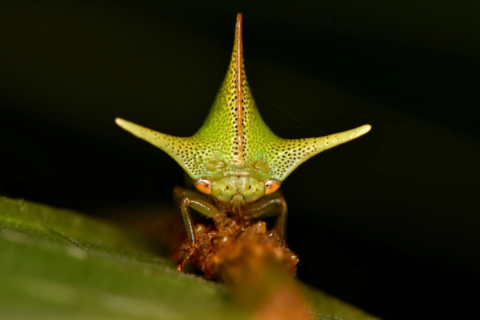 Static Electricity May Influence Treehopper Body Shape Evolution