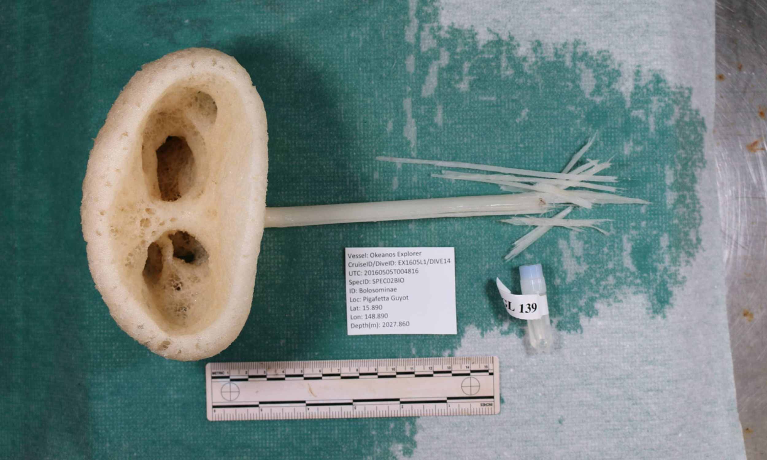 Featured image for New 'Magnificent Alien' Sponge Species Discovered