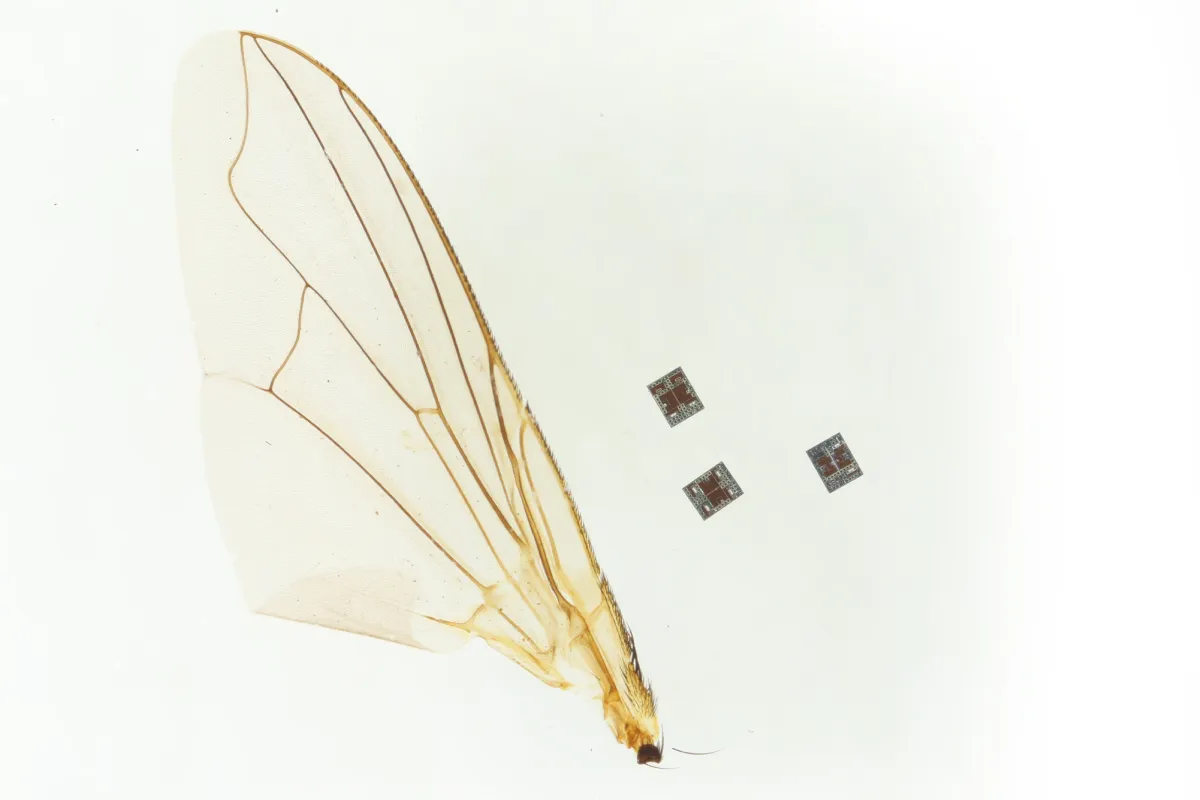 Featured image for Revolutionary Microrobots: Tiny, Autonomous Devices for Targeted Medicine