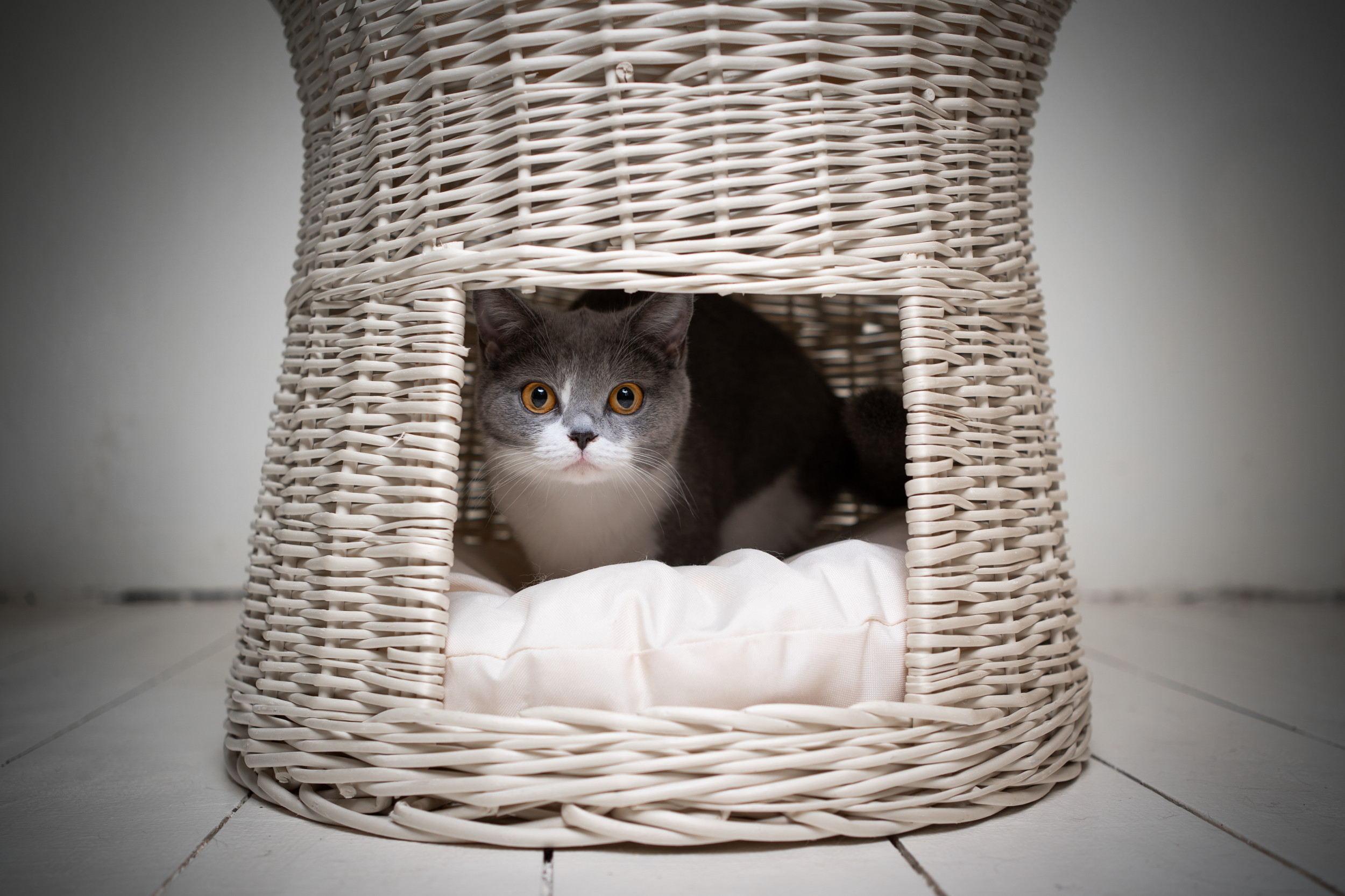 The Surprising Connection Between Your Cat's Personality and You