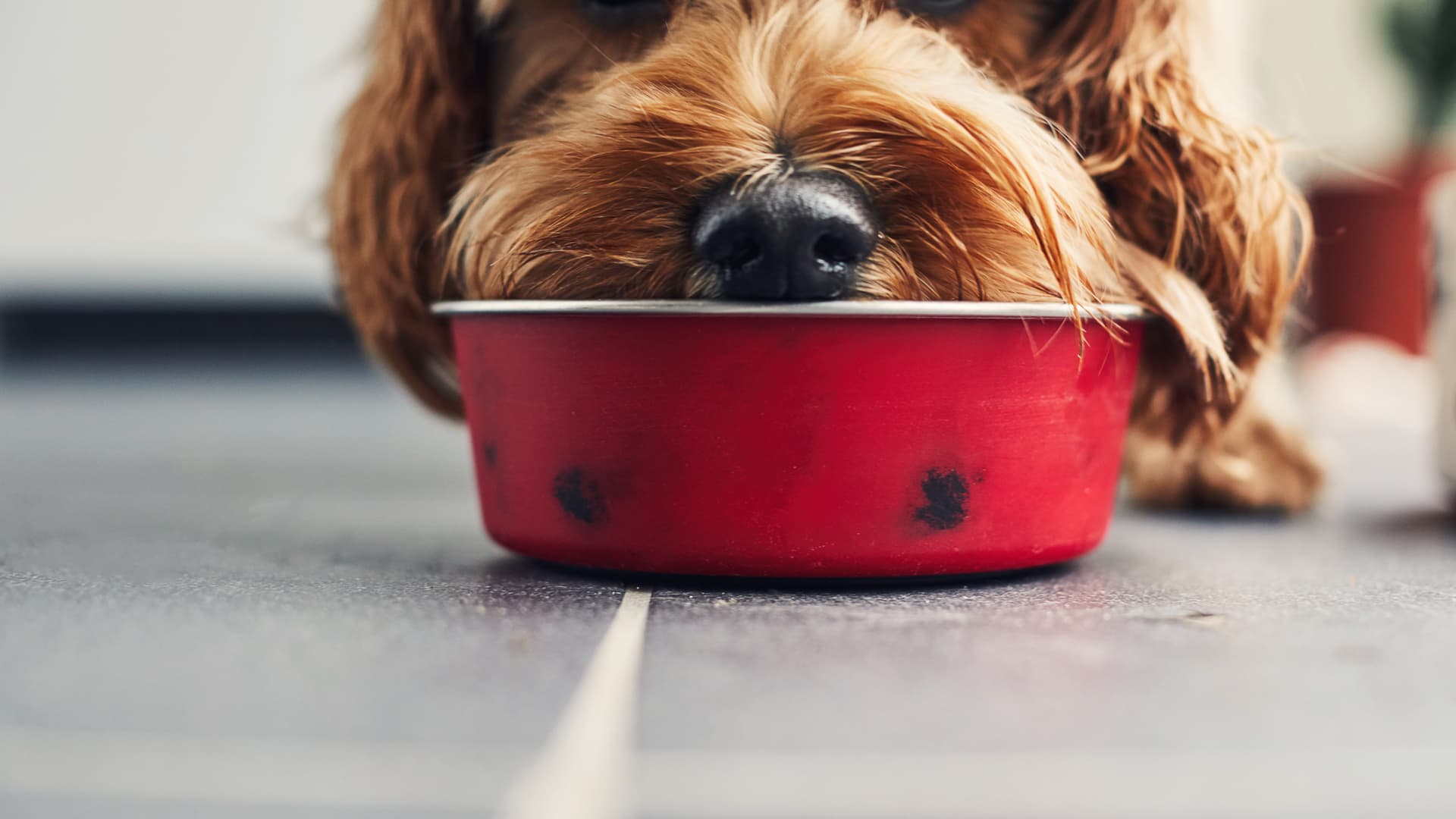 Featured image for "Americans Embrace 'Pet Debt' for Emergency Expenses: How to Manage Costs with Direct-Pay Pet Insurance"