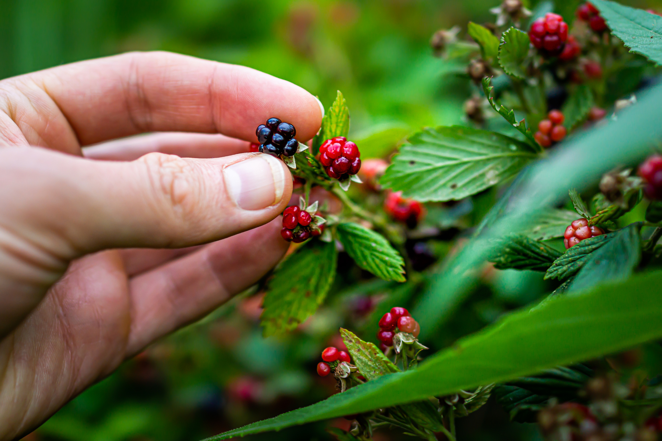 "The Evolutionary Advantage of ADHD: Insights from Ancient Foragers"