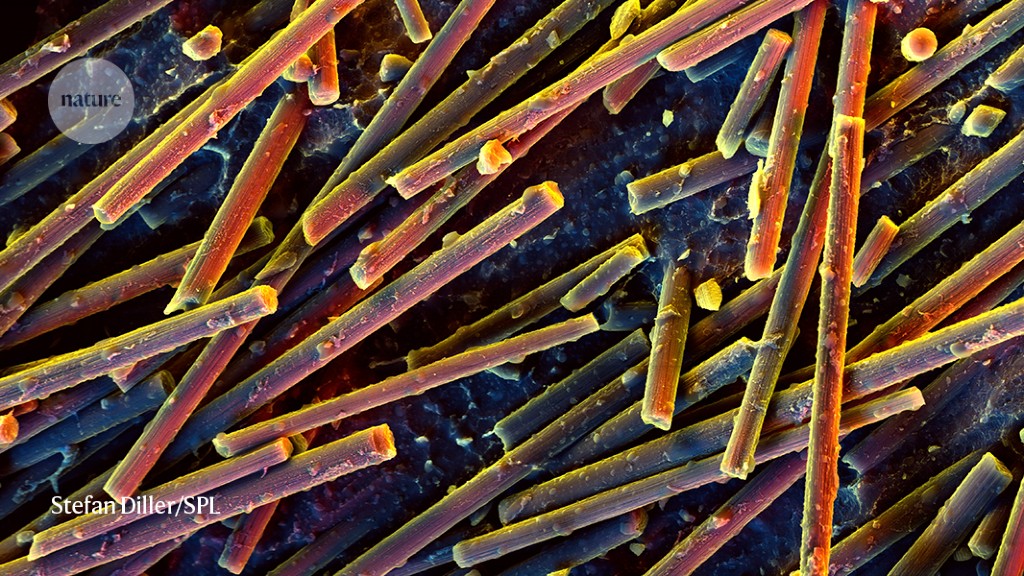 Featured image for Nanoparticles Alter Microbiome via Gut Microbes.