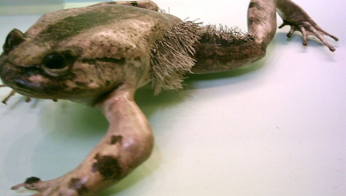 Featured image for Hairy Frog: The Bone-Breaking Claw-Forming Amphibian