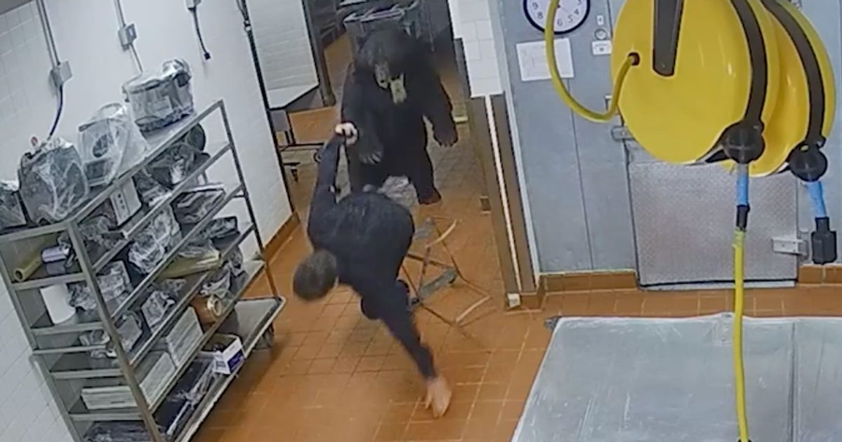 Featured image for Surveillance Footage Captures Terrifying Black Bear Attack