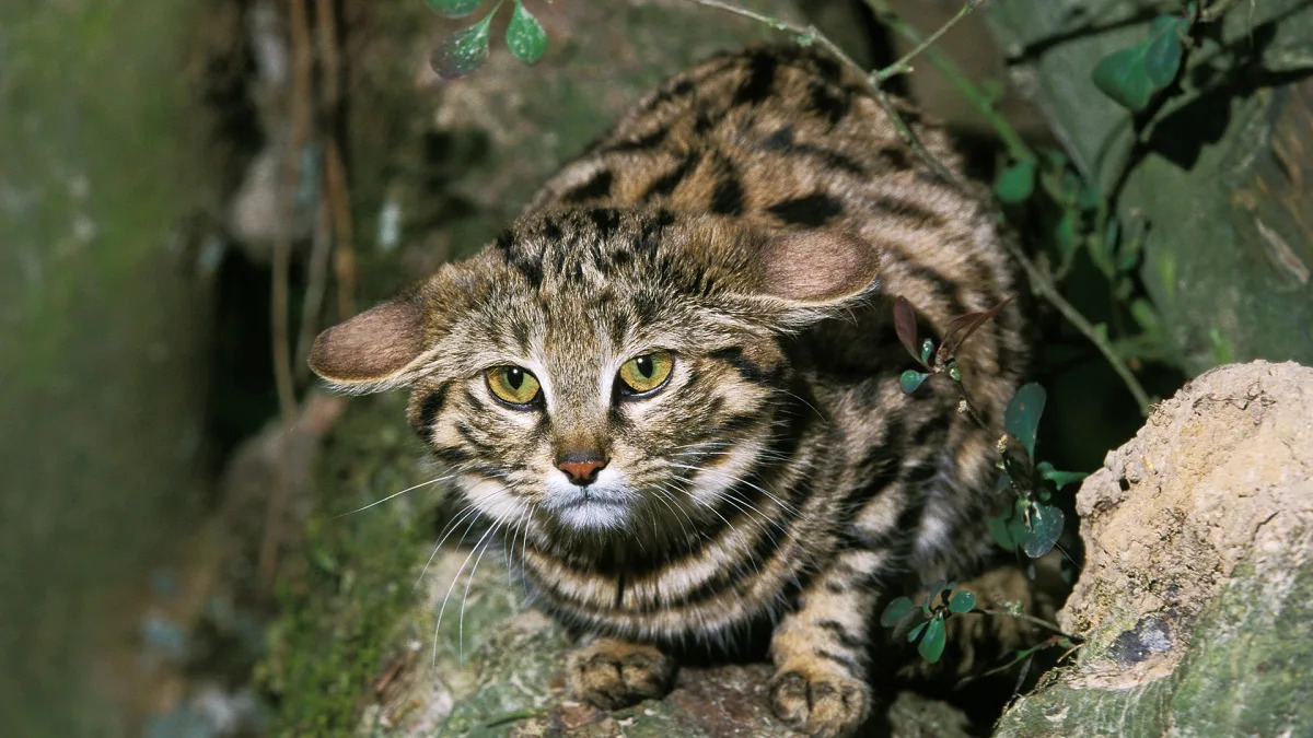 Featured image for "Study Reveals Alarming Inbreeding Rates in Adorable but Deadly Wildcat"