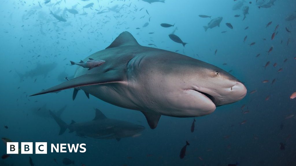 Featured image for "Sydney Harbour Shark Attack: Woman Severely Injured in Rare Incident"