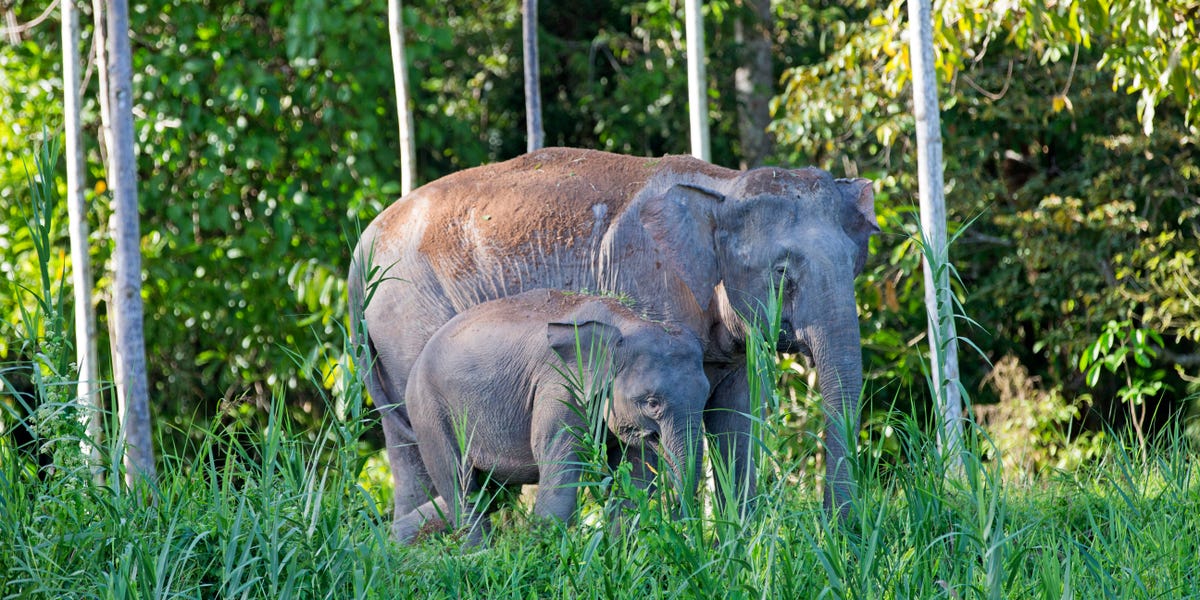 Elephant Herd Wreaks Havoc on Car After Baby Hit