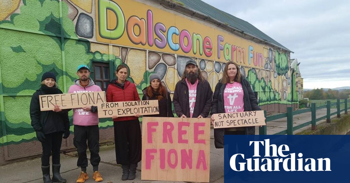 Featured image for Rescued: Britain's 'Loneliest Sheep' Finds Hope Amidst Intimidation