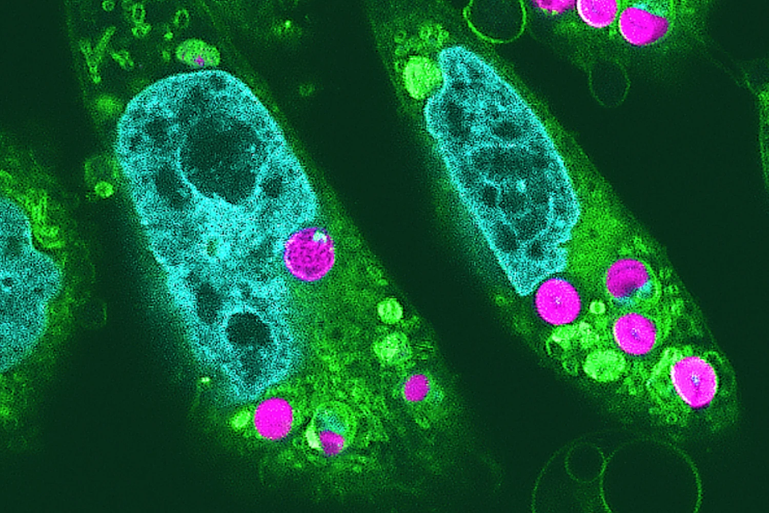 Featured image for Scientists Engineer Photosynthetic Hamster Cells with Solar Power