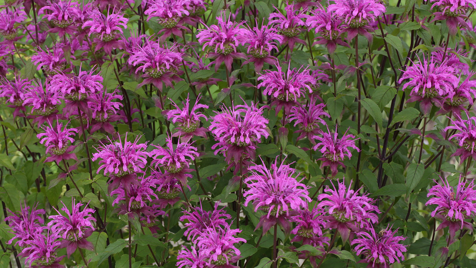 Featured image for Deadheading Bee Balm for Continuous Summer Blooms