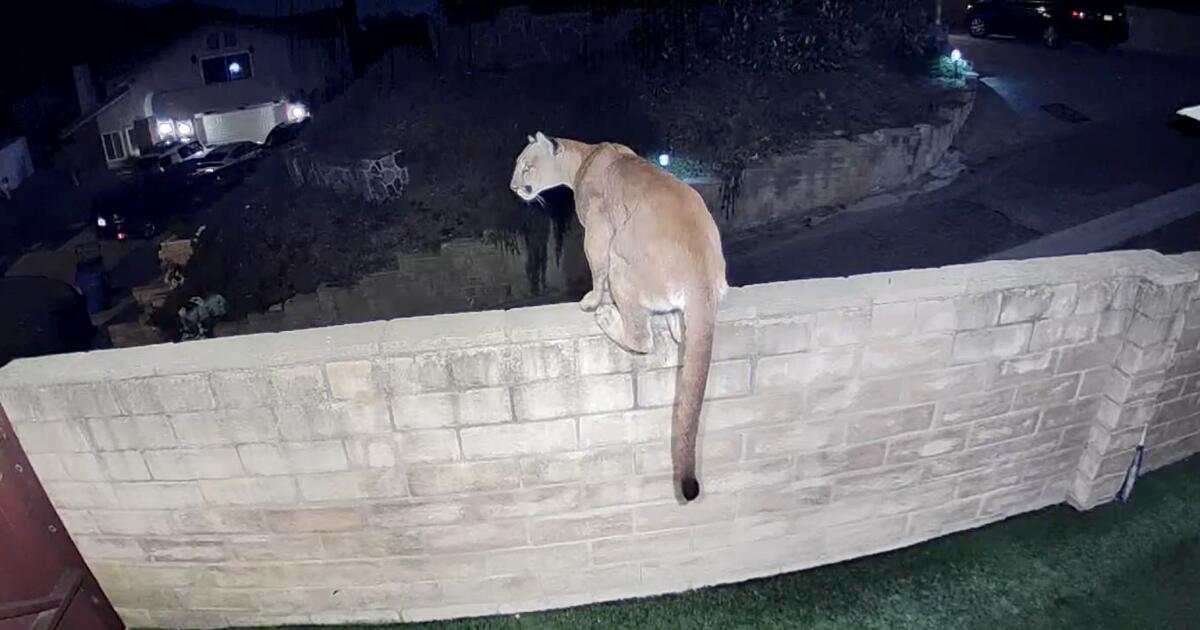 Featured image for Mountain Lion Sightings Surge in Agoura Hills, CA