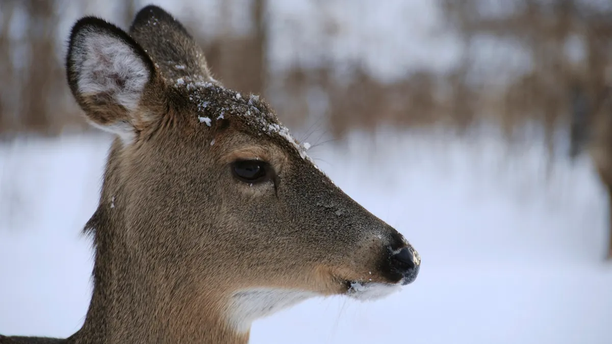 Featured image for Heart Attacks Claim Lives of Michigan Hunters During Deer Season