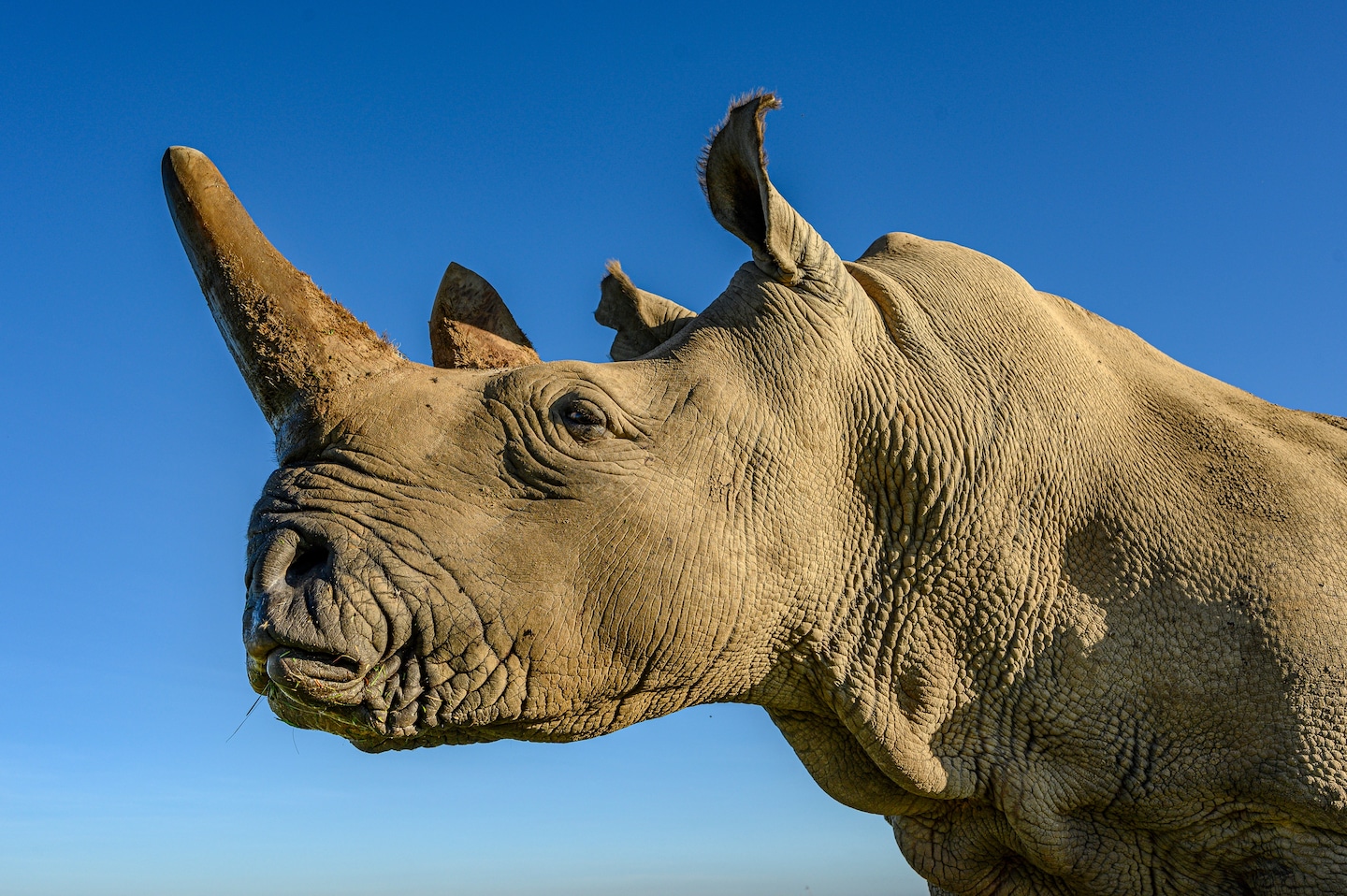 Featured image for "Surrogacy Offers Hope for Endangered Northern White Rhino"