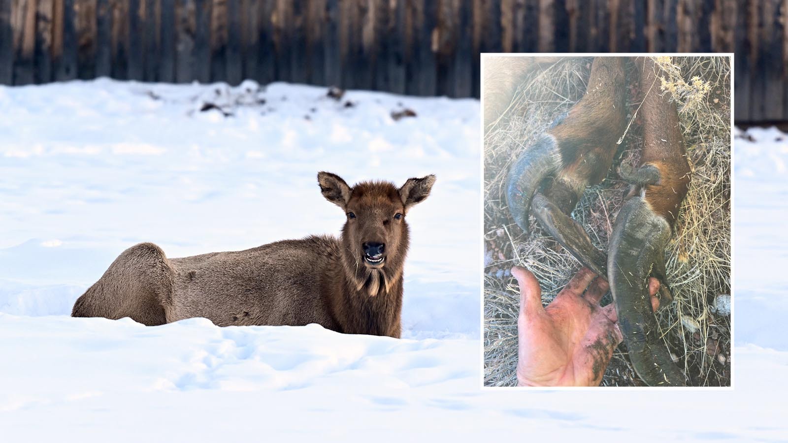 Featured image for Hunter Encounters Elk with Unusual Hoof Deformities
