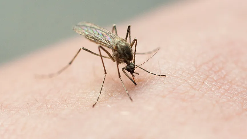 Emerging Threat: Deadly EEE Virus Detected in CNY Mosquitoes
