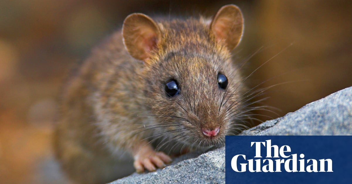 Rats Harness Imagination to Navigate Virtual Environments