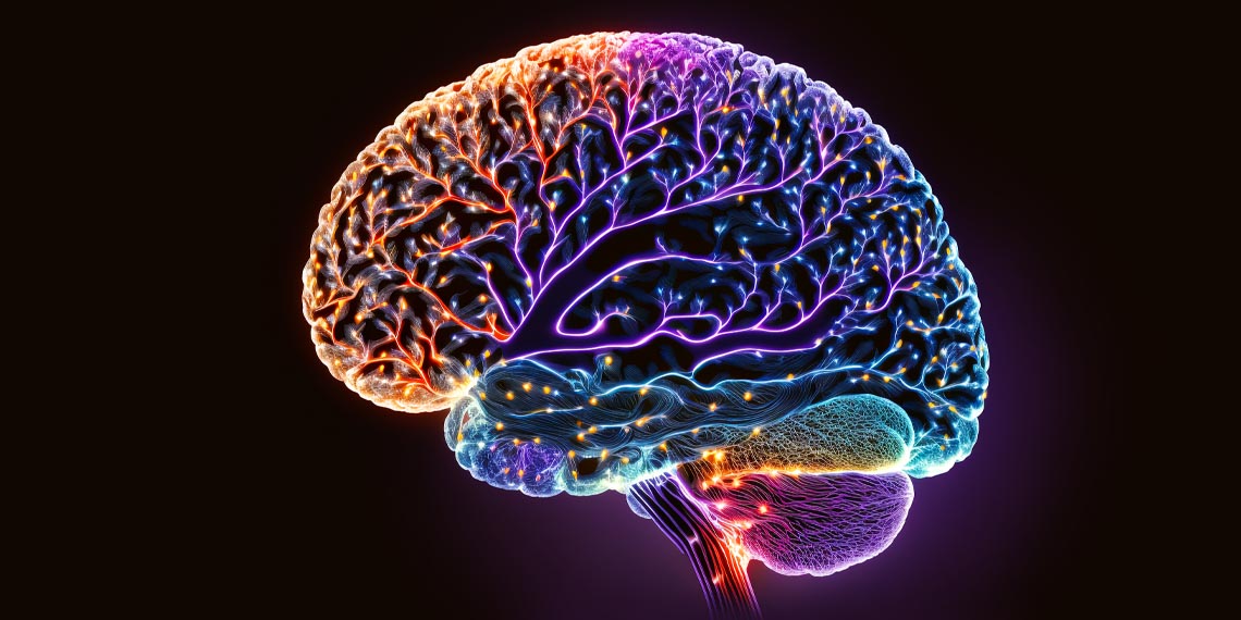 Featured image for Decoding the Energetic Costs and Evolution of Human Intelligence