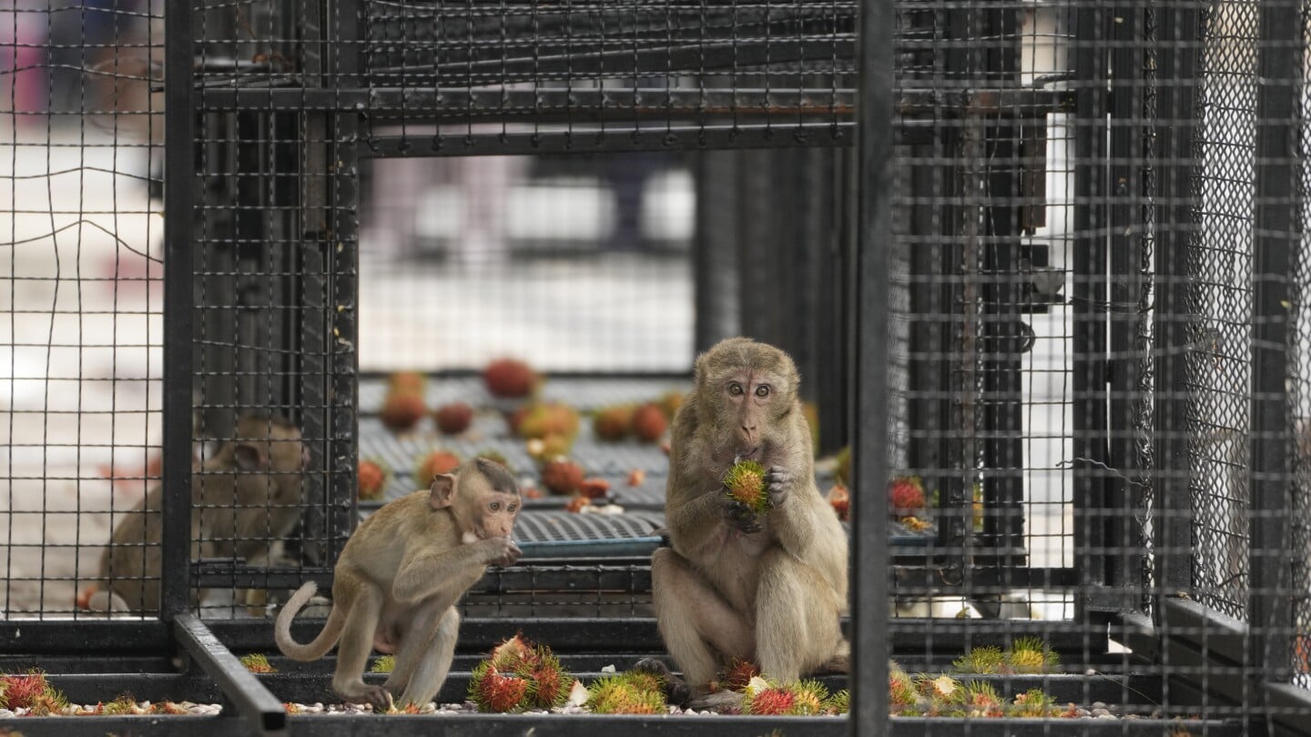 Featured image for Thai Town Plans to Relocate Rampaging Monkeys