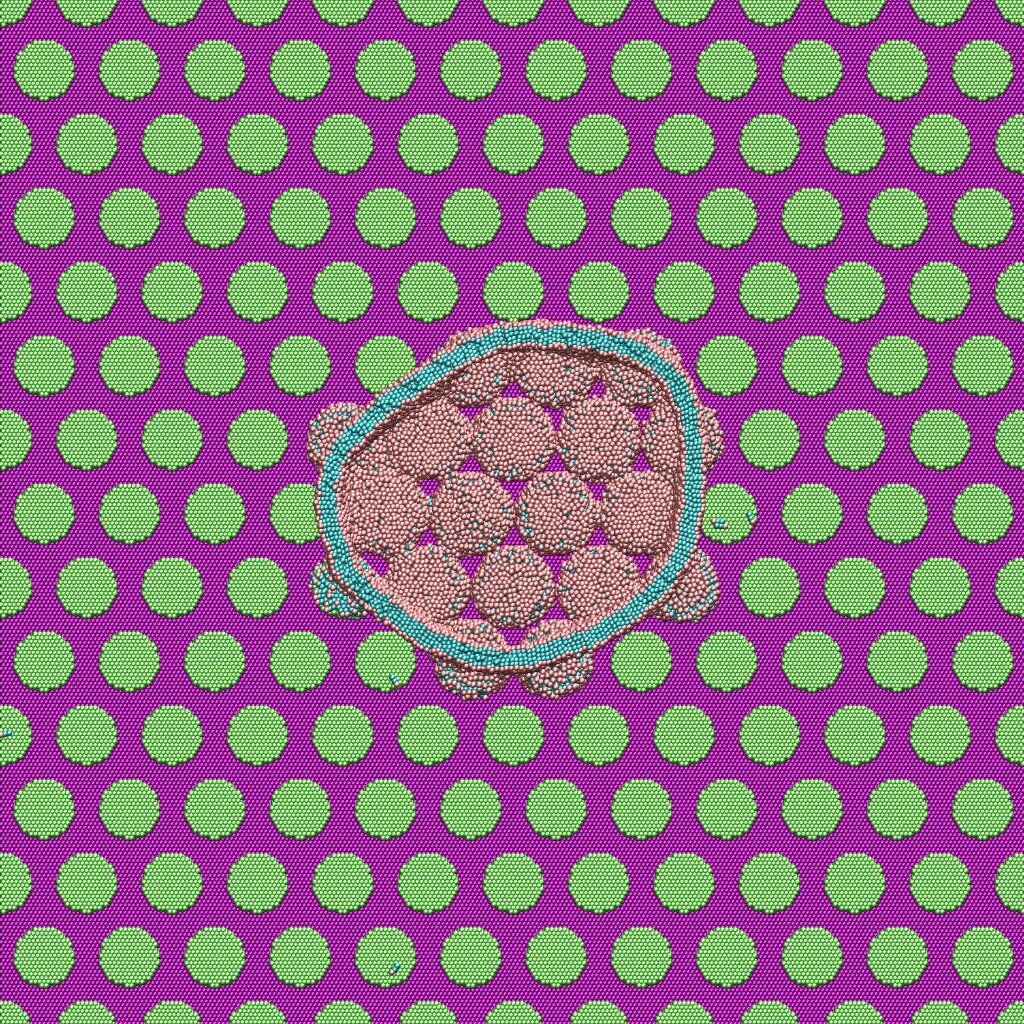 Featured image for Supercomputer Unveils Cicada Wings' Bacterial Annihilation Secrets