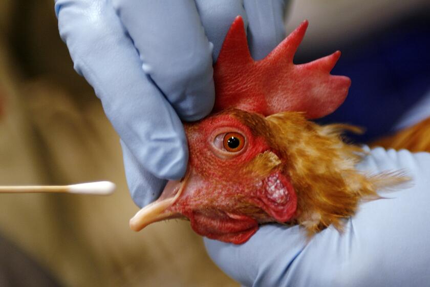 "California Wildlife at Risk: Experts Fear Avian Flu 'Apocalypse'"