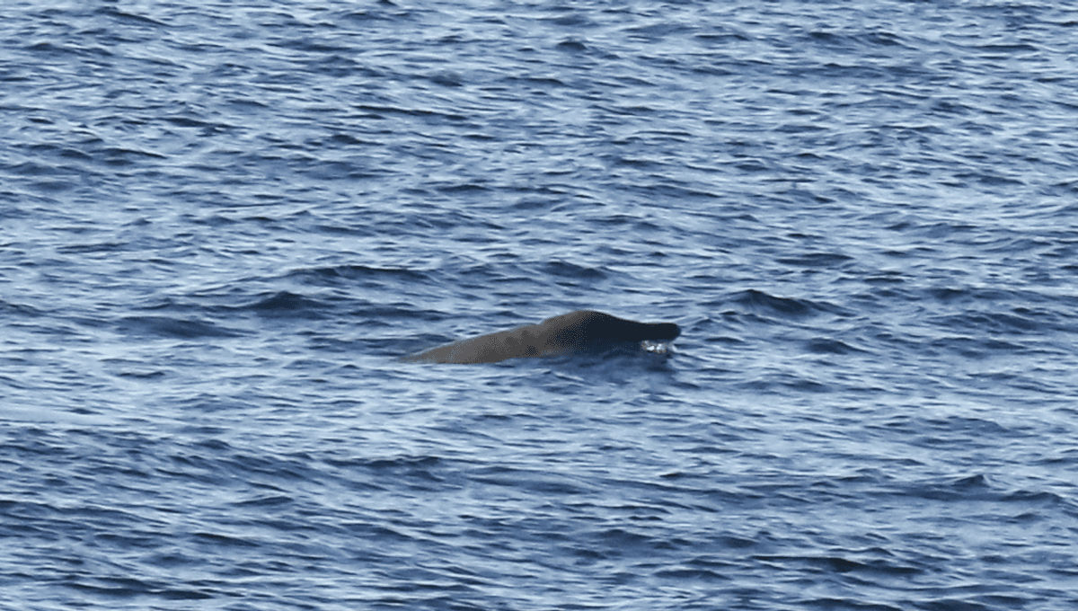 Featured image for Revealing New Insights Into One of the World's Least Understood Mammals