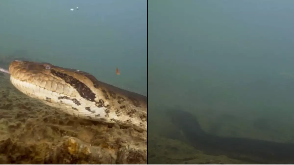 "Viral Sensation Ana Julia, World's Largest Anaconda, Shot Dead in Amazon"