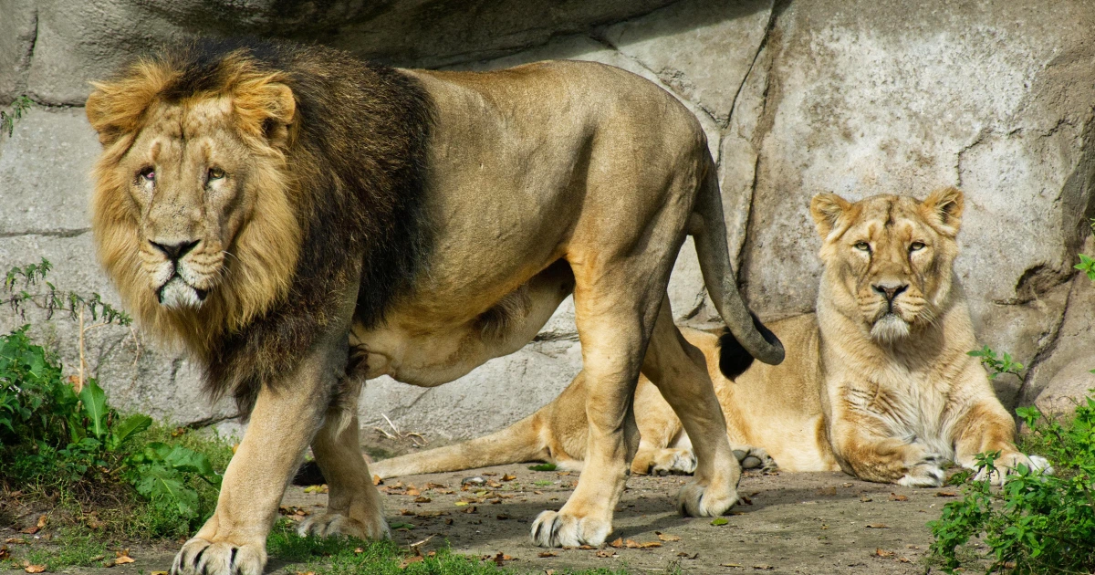 Featured image for Danish Zoo Seeks Unwanted Pets for Predator Feeding