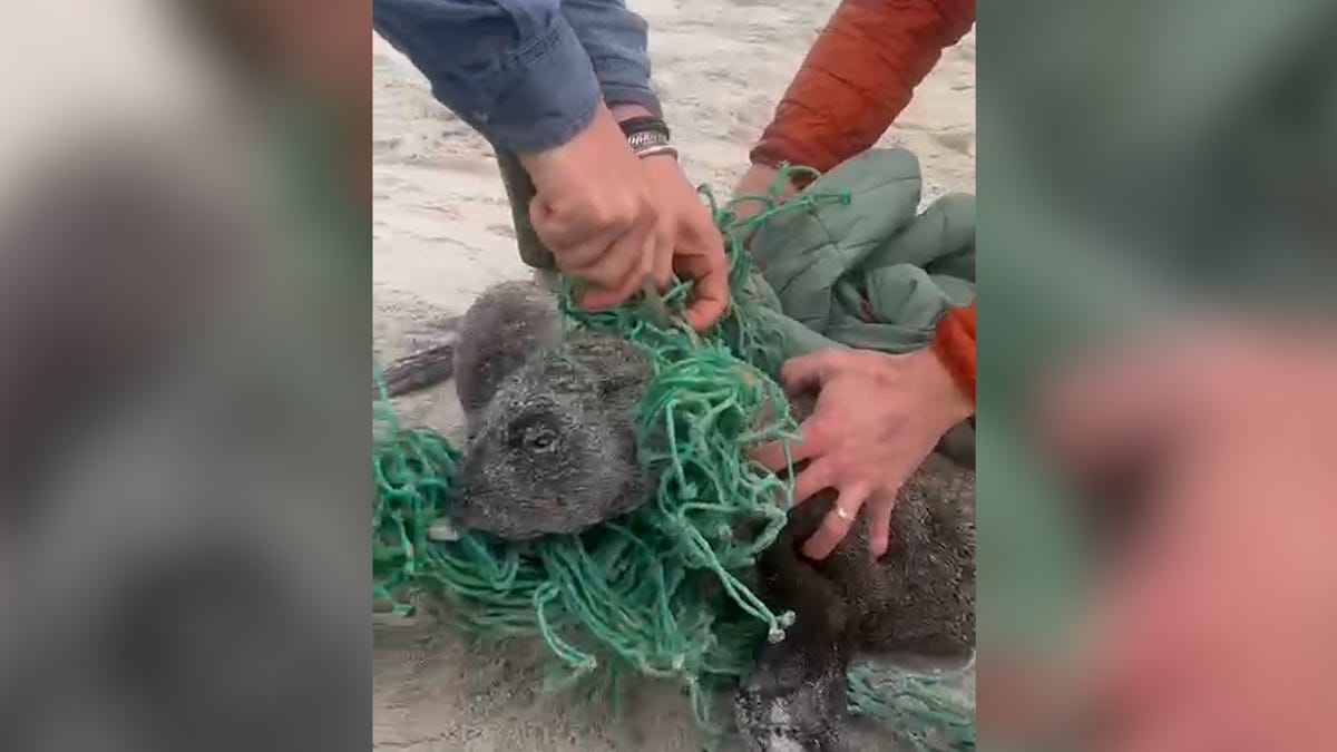 Featured image for Rescued Seal Pups Find Comfort in Reunion and Cuddles